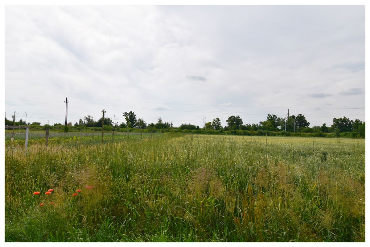 duzadzialkabudowlana2